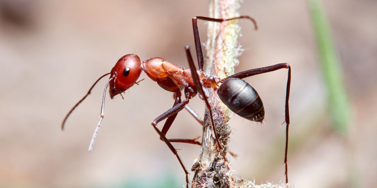 Poluarea aerului, o problemă cunoscută pentru efectele sale devastatoare asupra sănătății umane, se extinde acum și dincolo de granițele noastre, afectând ecosistemele microscopice care au un rol esențial în menținerea echilibrului natural