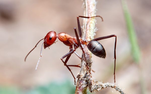 Poluarea aerului, o problemă cunoscută pentru efectele sale devastatoare asupra sănătății umane, se extinde acum și dincolo de granițele noastre, afectând ecosistemele microscopice care au un rol esențial în menținerea echilibrului natural