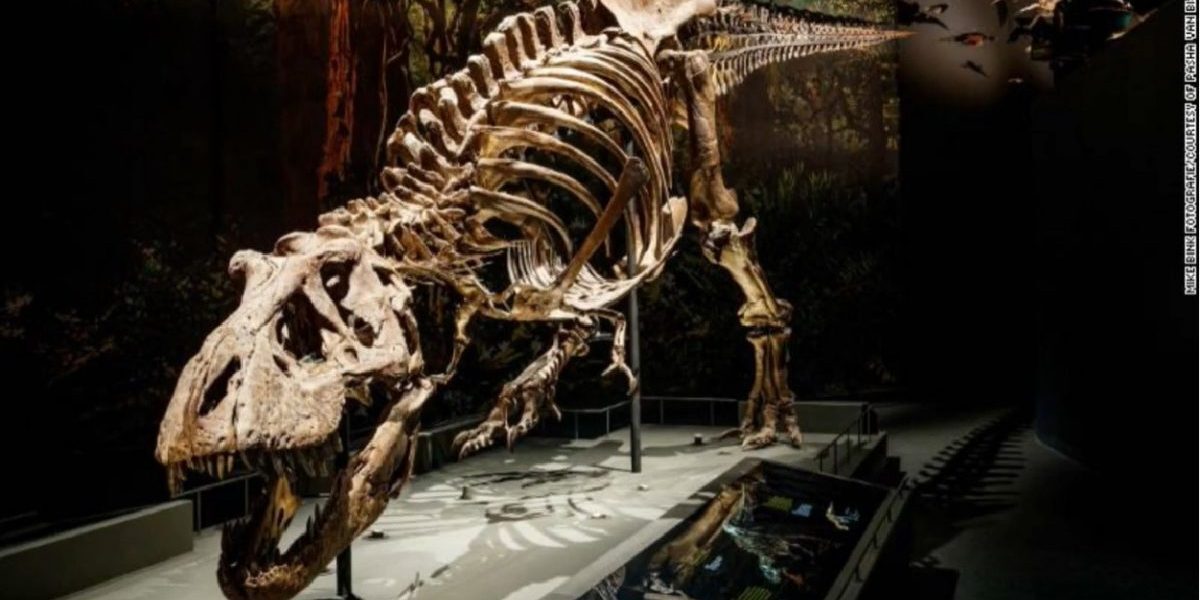 O descoperire ar putea rescrie istoria câmpurilor de v Batinologia studiilor despre dinozauri din America de Nord