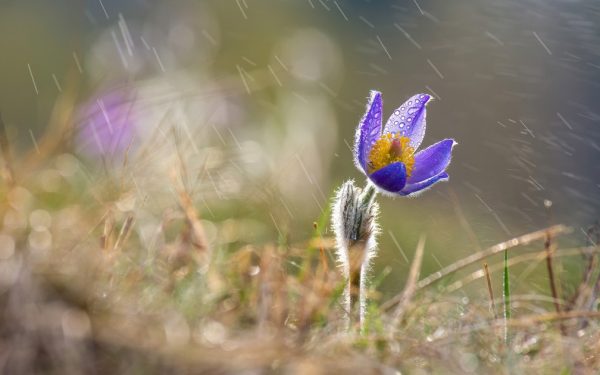 Vânt puternic și temperaturi scăzute, vreme instabilă până diseară, după care speranța unei ușoare încălziri Meteorologii au emis o avertizare de cod galben pentru zonele din estul țării, valabilă până duminică, la ora 18:00