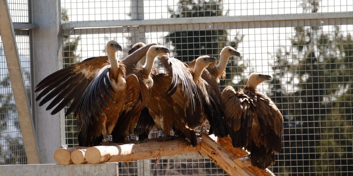 Primii 25 de vulturi sur aduși din Spania pentru reintroducerea speciei în Masivul Făgăraș Într-un demers menit să restaureze biodiversitatea și să aducă înapoi în peisajul românesc o pasăre deosebit de importantă din punct de vedere ecologic, autoritățile au finalizat recent transferul primelor 25 de vulturi sur din Spania