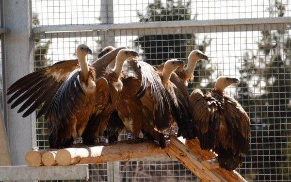 Primii 25 de vulturi sur aduși din Spania pentru reintroducerea speciei în Masivul Făgăraș Într-un demers menit să restaureze biodiversitatea și să aducă înapoi în peisajul românesc o pasăre deosebit de importantă din punct de vedere ecologic, autoritățile au finalizat recent transferul primelor 25 de vulturi sur din Spania