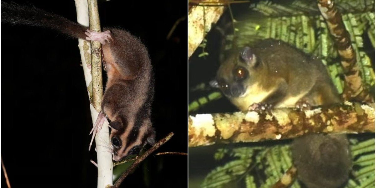 Două specii de marsupiale considerate dispărute de peste șase milenii, un oposum pigmeu cu un deget deosebit de lung și un planor arboricol cu coadă inelată, au fost recent redescoperite în inima pădurilor tropicale izolate din Papua de Vest