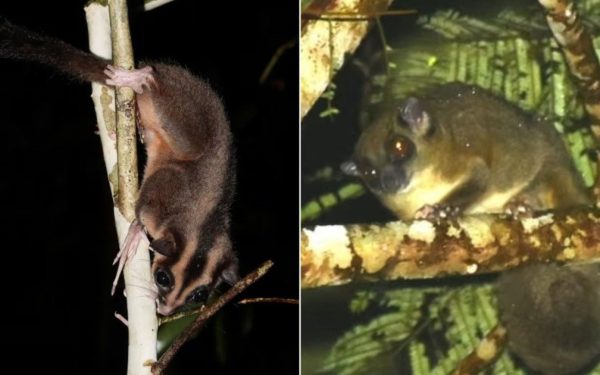 Două specii de marsupiale considerate dispărute de peste șase milenii, un oposum pigmeu cu un deget deosebit de lung și un planor arboricol cu coadă inelată, au fost recent redescoperite în inima pădurilor tropicale izolate din Papua de Vest
