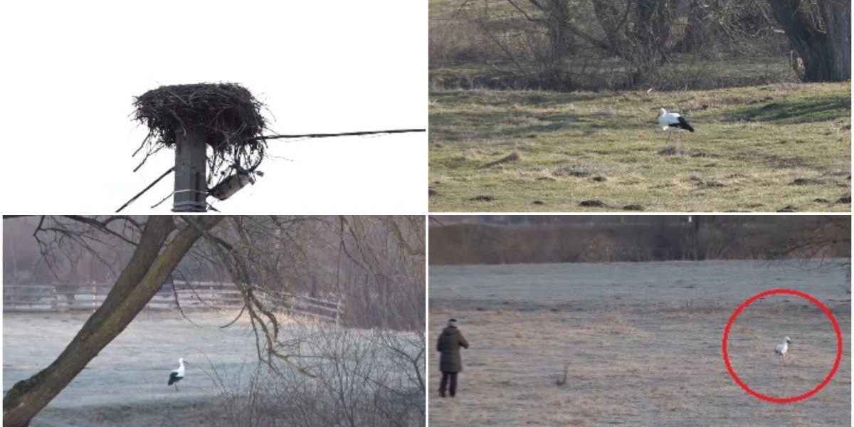 O barză a devenit, surprinzător, vedeta unei comunități din Covasna, după ce a ales să își petreacă întreaga iarnă în urma localnicilor, în ciuda faptului că în mod obișnuit aceste păsări migrează spre sud pentru sezonul rece