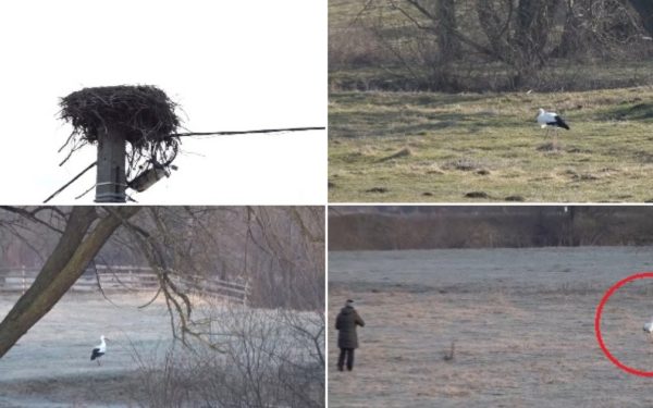 O barză a devenit, surprinzător, vedeta unei comunități din Covasna, după ce a ales să își petreacă întreaga iarnă în urma localnicilor, în ciuda faptului că în mod obișnuit aceste păsări migrează spre sud pentru sezonul rece