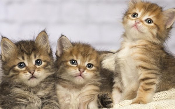 Pisicile ar putea deveni aliat neașteptat în lupta împotriva cancerului uman, după un studiu internațional de amploare care a descoperit similitudini genetice surprinzătoare între tumorile feline și cele umane