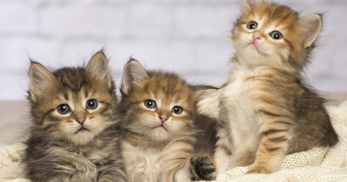 Pisicile ar putea deveni aliat neașteptat în lupta împotriva cancerului uman, după un studiu internațional de amploare care a descoperit similitudini genetice surprinzătoare între tumorile feline și cele umane