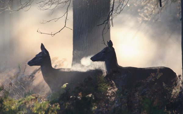 Descoperire inedită: semnele vizuale ale căprioarelor devin luminoase în condiții de întuneric, un alt mijloc de comunicare în lumea animalelor Cercetători americani au adus în lumină un fapt surprinzător despre modul în care căprioarele comunică în mediul lor natural