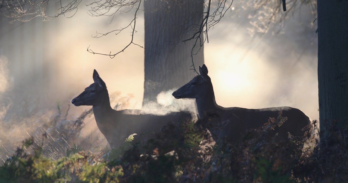 Descoperire inedită: semnele vizuale ale căprioarelor devin luminoase în condiții de întuneric, un alt mijloc de comunicare în lumea animalelor Cercetători americani au adus în lumină un fapt surprinzător despre modul în care căprioarele comunică în mediul lor natural