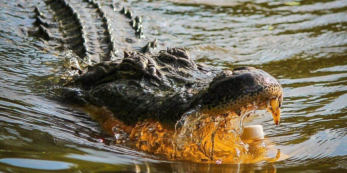 Australiei îi revine un nou semnal de alarmă: prezența crocodililor, pericol latent în urma inundatiilor masive În urma celei mai grave crize naturale din ultimii ani, Australia face din nou primele pagini ale ziarelor, însă de această dată cu o problemă neașteptată și extrem de periculoasă: invadarea teritoriului de către crocodili