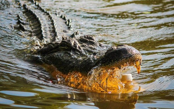 Australiei îi revine un nou semnal de alarmă: prezența crocodililor, pericol latent în urma inundatiilor masive În urma celei mai grave crize naturale din ultimii ani, Australia face din nou primele pagini ale ziarelor, însă de această dată cu o problemă neașteptată și extrem de periculoasă: invadarea teritoriului de către crocodili