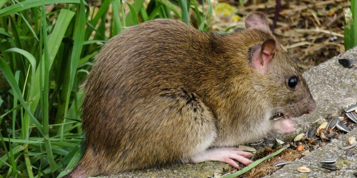 Usturoiul, arma naturală împotriva rozătoarelor în grădină: o soluție ieftină și eficientă Primăvara aduce în plină explozie nu doar frumusețea florilor și activitatea iepurelui sau al altor animale de grădină, ci și începutul sezonului de reproducere pentru șobolani, rozătoare cunoscute pentru deteriorarea culturilor și pentru potențiala transmitere a bolilor