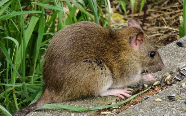 Usturoiul, arma naturală împotriva rozătoarelor în grădină: o soluție ieftină și eficientă Primăvara aduce în plină explozie nu doar frumusețea florilor și activitatea iepurelui sau al altor animale de grădină, ci și începutul sezonului de reproducere pentru șobolani, rozătoare cunoscute pentru deteriorarea culturilor și pentru potențiala transmitere a bolilor