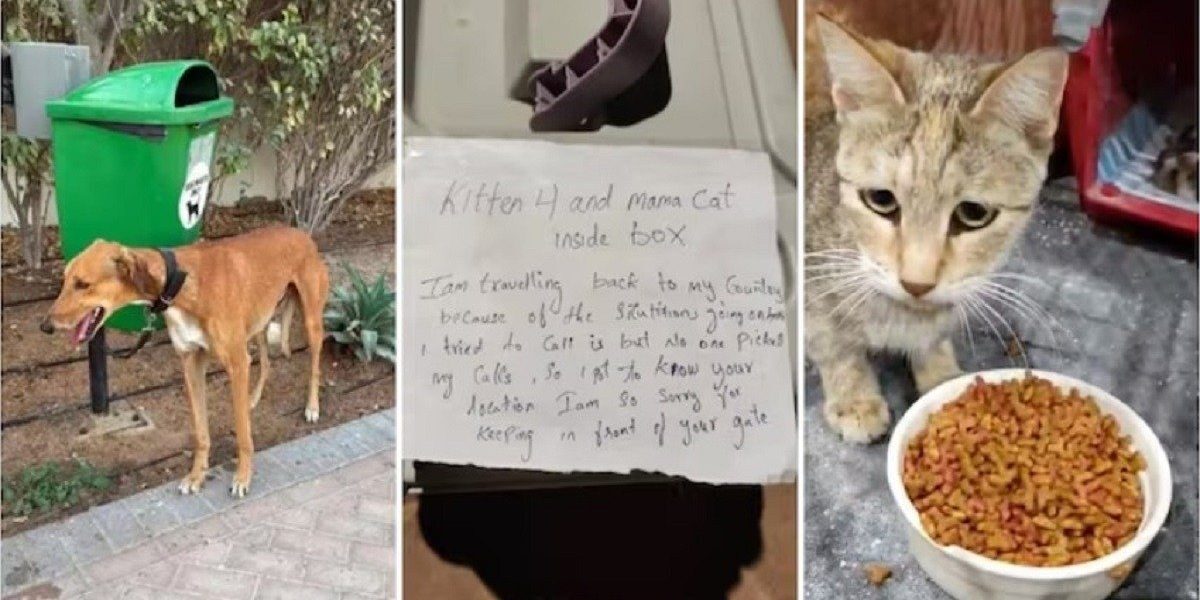 Animale abandone în Emiratele Arabe Unite, sprijinite de inițiativa „No Pet Left Behind”