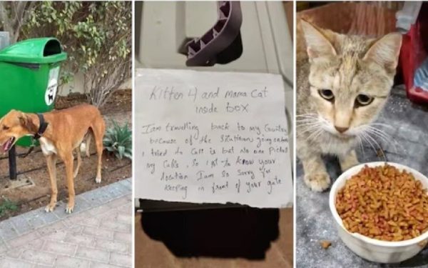 Animale abandone în Emiratele Arabe Unite, sprijinite de inițiativa „No Pet Left Behind”