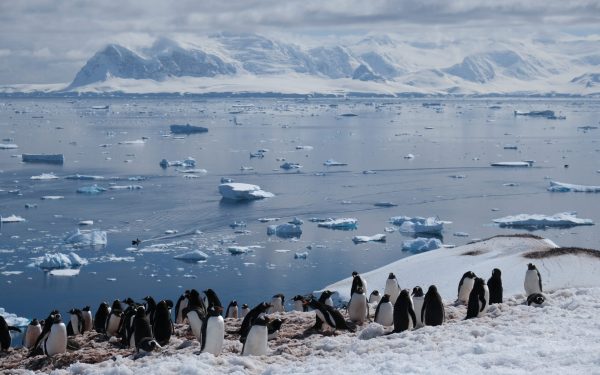 Oceanul Sudic și rolul sau esențial în schimbările climatice: Descoperiri recente asupra microbiomului maritim Oceanul Sudic, o vastă întindere înghețată și adâncă acoperind zona din jurul Antarcticii, joacă un rol fundamental în reglarea climatului global