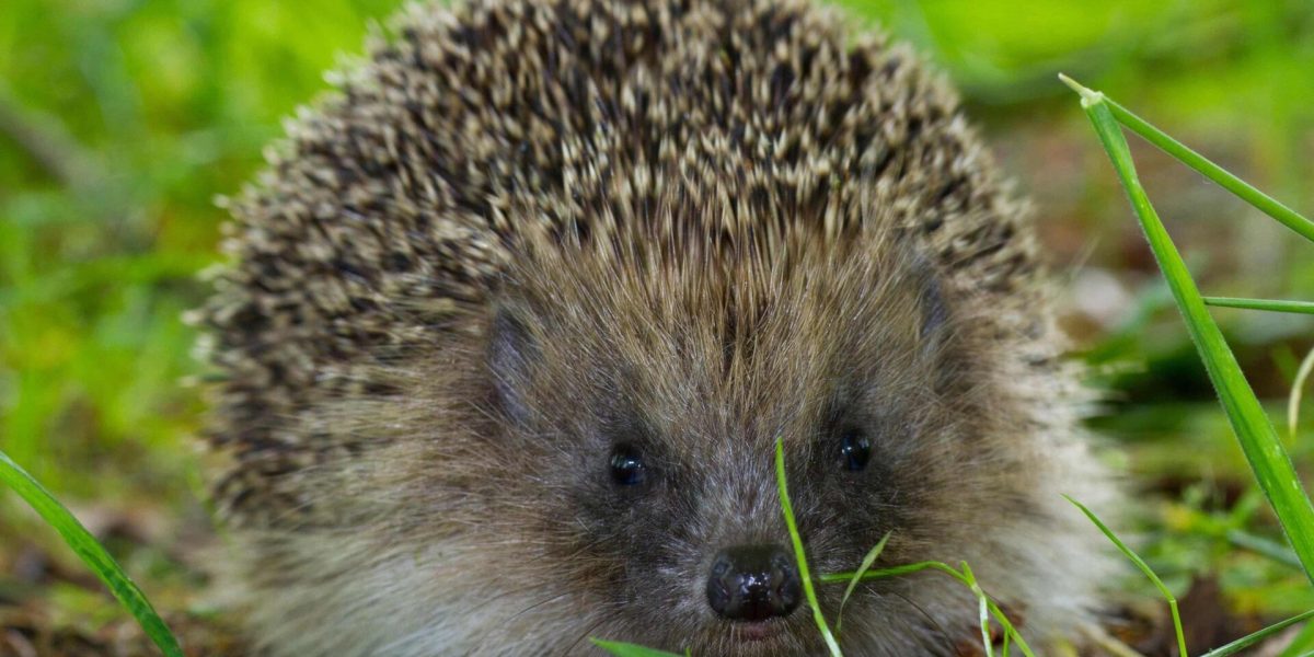 Ultrasunetele ar putea fi soluția salvatoare pentru aricii pe șosele din Europa, o descoperire care promite să reducă semnificativ numărul victimelor rutiere la această specie vulnerabilă