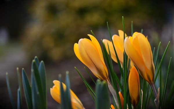 Vremea anului 2023 va fi mai caldă decât în mod obișnuit pentru această perioadă, în mare parte a țării, până la sfârșitul lunii martie