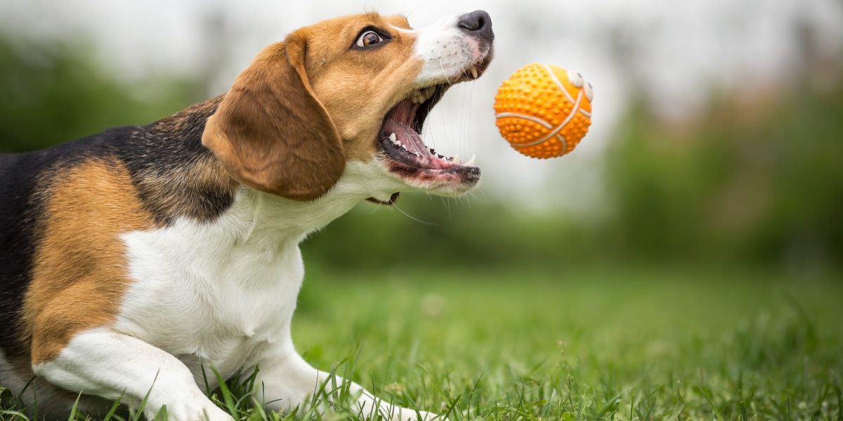 Campanii gratuite de sterilizare pentru câinii cu stăpân în București și Ilfov: o inițiativă pentru controlul populației canine și prevenirea abandonului Într-un efort de a combate problema câinilor fără stăpân și de a reduce riscul de abandon, autoritățile din București și din unele localități din Ilfov au lansat în această lună campanii publice de sterilizare gratuită a câinilor care au stăpân