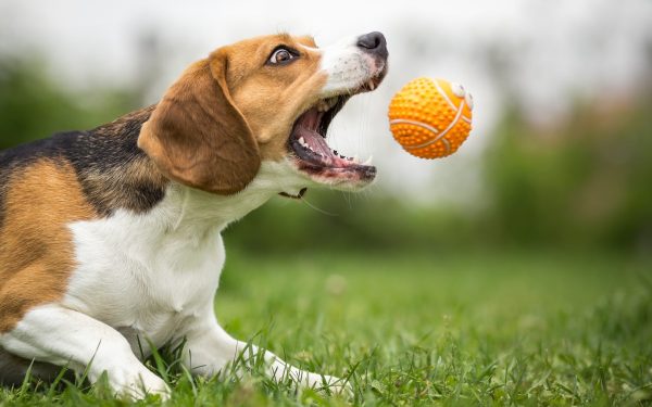 Campanii gratuite de sterilizare pentru câinii cu stăpân în București și Ilfov: o inițiativă pentru controlul populației canine și prevenirea abandonului Într-un efort de a combate problema câinilor fără stăpân și de a reduce riscul de abandon, autoritățile din București și din unele localități din Ilfov au lansat în această lună campanii publice de sterilizare gratuită a câinilor care au stăpân