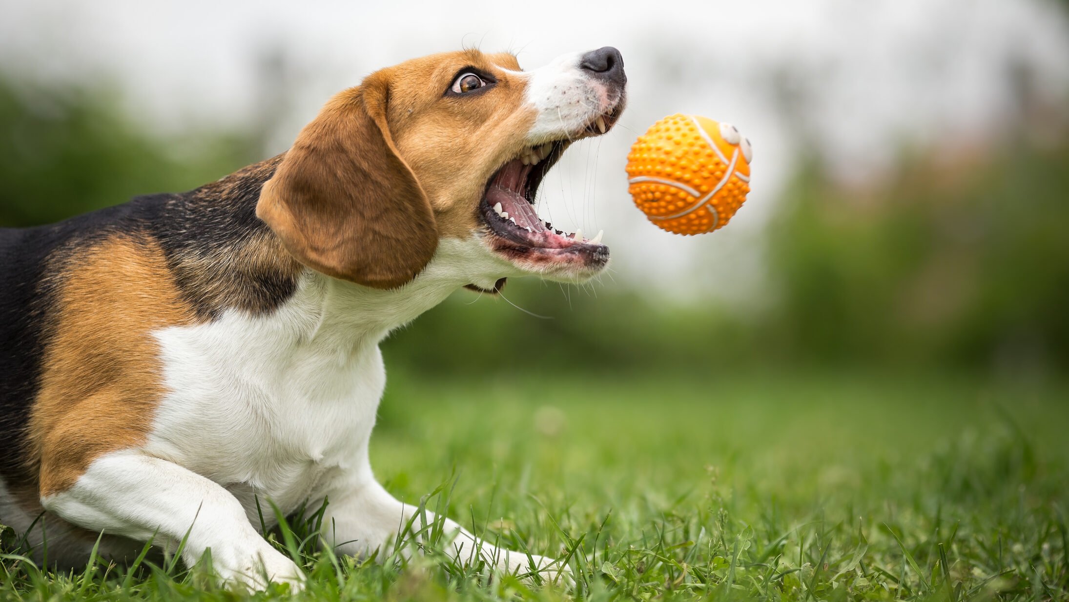 Campanii gratuite de sterilizare pentru câinii cu stăpân în București și Ilfov: o inițiativă pentru controlul populației canine și prevenirea abandonului Într-un efort de a combate problema câinilor fără stăpân și de a reduce riscul de abandon, autoritățile din București și din unele localități din Ilfov au lansat în această lună campanii publice de sterilizare gratuită a câinilor care au stăpân