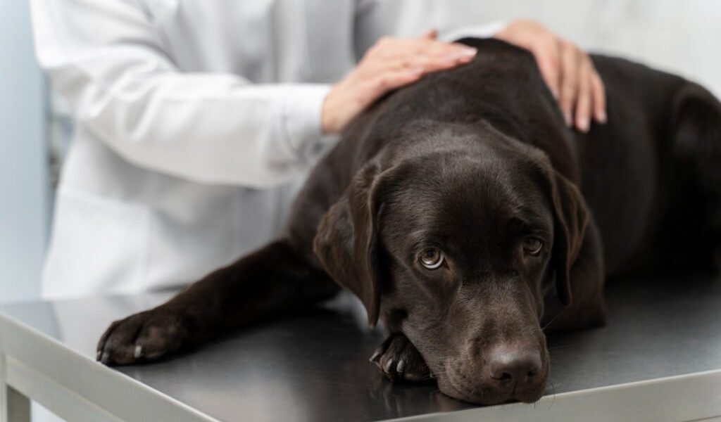 Artrita nu este doar o boală a bătrâneții la câini, ci o problemă frecventă care poate afecta orice animal de companie, indiferent de vârstă