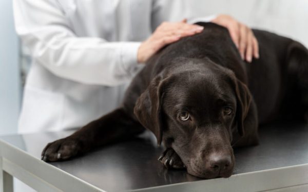 Artrita nu este doar o boală a bătrâneții la câini, ci o problemă frecventă care poate afecta orice animal de companie, indiferent de vârstă