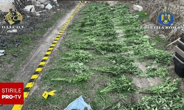 Trei bărbați au fost arestați preventiv, după descoperirea unei culturi de cannabis în apropierea orașului