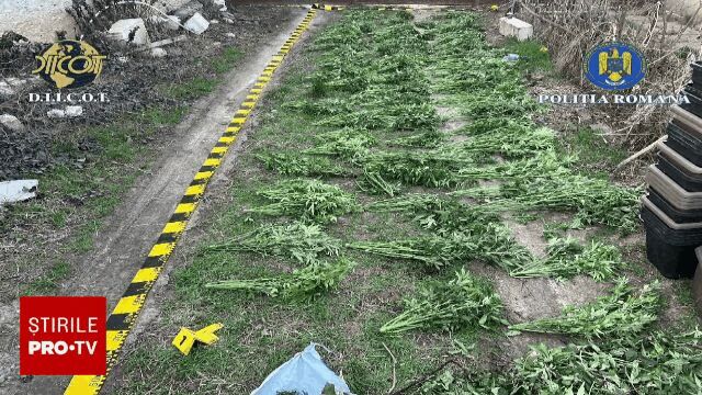 Trei bărbați au fost arestați preventiv, după descoperirea unei culturi de cannabis în apropierea orașului
