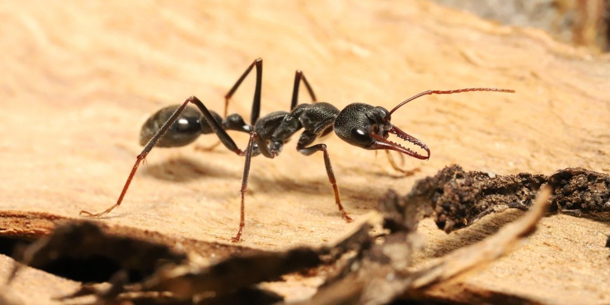 Cum reușesc furnicile nocturne să navigheze în întuneric? O descoperire surprinzătoare scoate la iveală mecanisme sofisticate de orientare folosite de aceste mici insecte, în timp ce pentru specii precum păsările migratoare sau peștii sunt binecunoscute traseele solare sau lumina Lunii