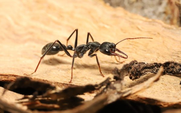 Cum reușesc furnicile nocturne să navigheze în întuneric? O descoperire surprinzătoare scoate la iveală mecanisme sofisticate de orientare folosite de aceste mici insecte, în timp ce pentru specii precum păsările migratoare sau peștii sunt binecunoscute traseele solare sau lumina Lunii