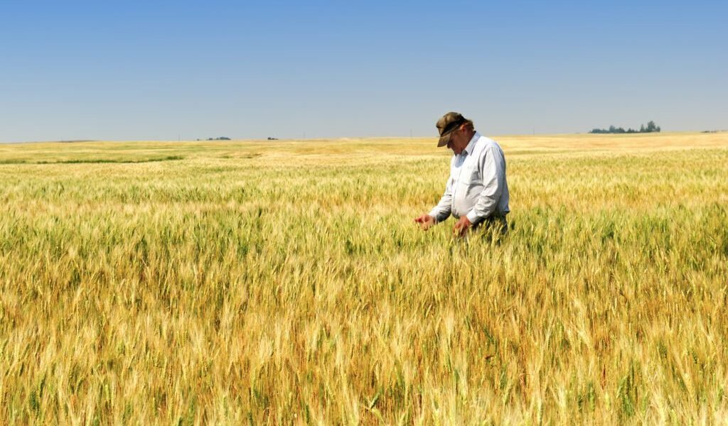Prețurile la combustibili amenință să agraveze dificultățile din sectorul agricol, în contextul în care cotațiile cerealelor rămân la nivele extrem de scăzute, alimentând temeri legate de sustenabilitatea încrucișată a lanțurilor de producție agricole