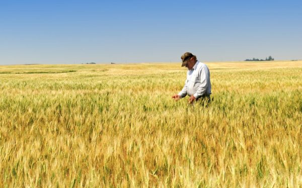 Prețurile la combustibili amenință să agraveze dificultățile din sectorul agricol, în contextul în care cotațiile cerealelor rămân la nivele extrem de scăzute, alimentând temeri legate de sustenabilitatea încrucișată a lanțurilor de producție agricole