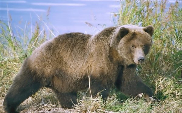 Un bărbat în vârstă de 58 de ani a fost grav rănit, după ce a fost atacat de un urs sălbatic într-o zonă de pădure din județul Mureș