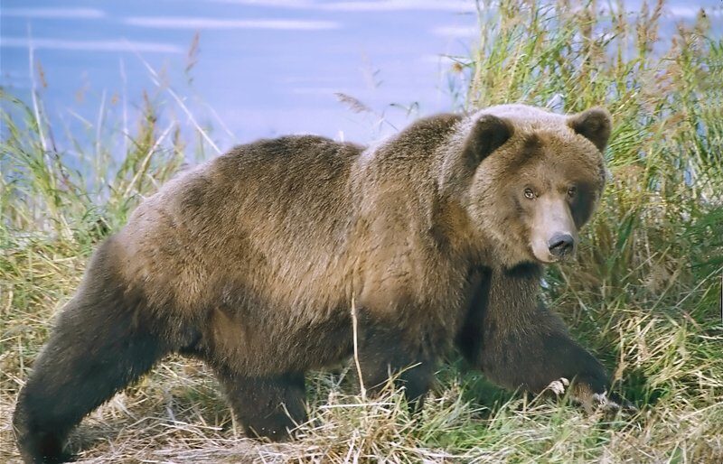 Un bărbat în vârstă de 58 de ani a fost grav rănit, după ce a fost atacat de un urs sălbatic într-o zonă de pădure din județul Mureș