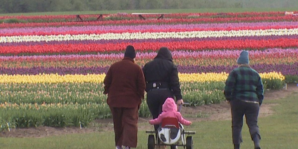 Primii bucheți de lalele înmiresmate din Oregon: sezonul a început mai devreme decât de obicei Woodburn, Oregon – Într-un sezon în care vremurile par a fi scăpat din mâinile naturii, florile de primăvară apar mai devreme ca niciodată în zona deltei Oregonului