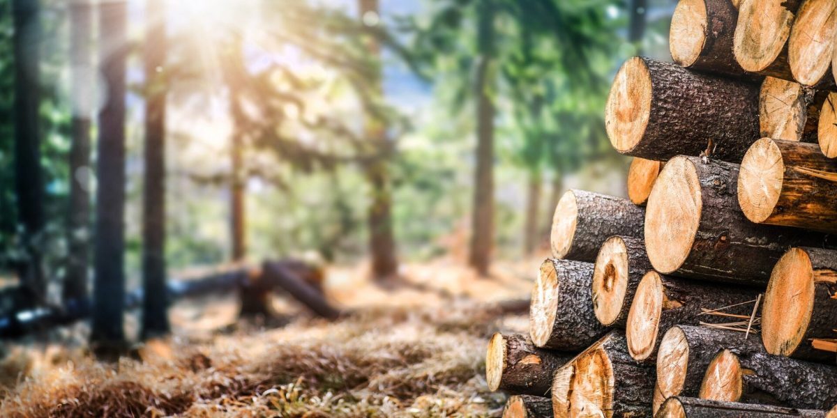 Neamț: peste 10.000 ha de pădure, fără proprietar oficial