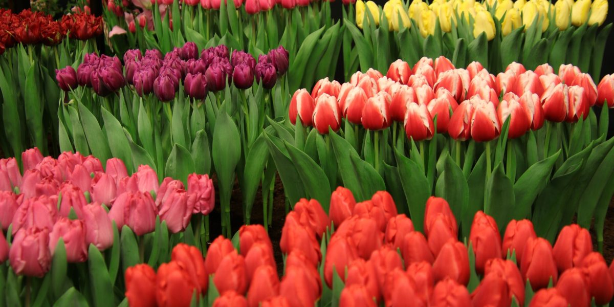 Primarul din Sector 1 a promovat evenimentul „Florii în Dorobanți” de 15.000 de euro înainte de aprobarea Consiliului Local