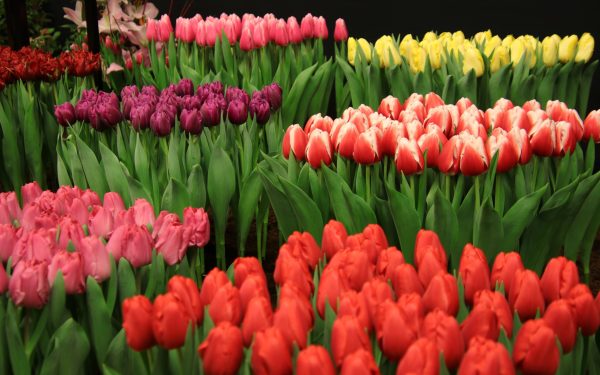 Primarul din Sector 1 a promovat evenimentul „Florii în Dorobanți” de 15.000 de euro înainte de aprobarea Consiliului Local