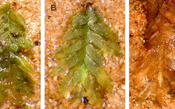 Mușchiul, un mic component vegetal, a devenit, surprinzător, o piesă-cheie în elucidarea misterului unei profanări de morminte petrecute în Illinois, Statele Unite
