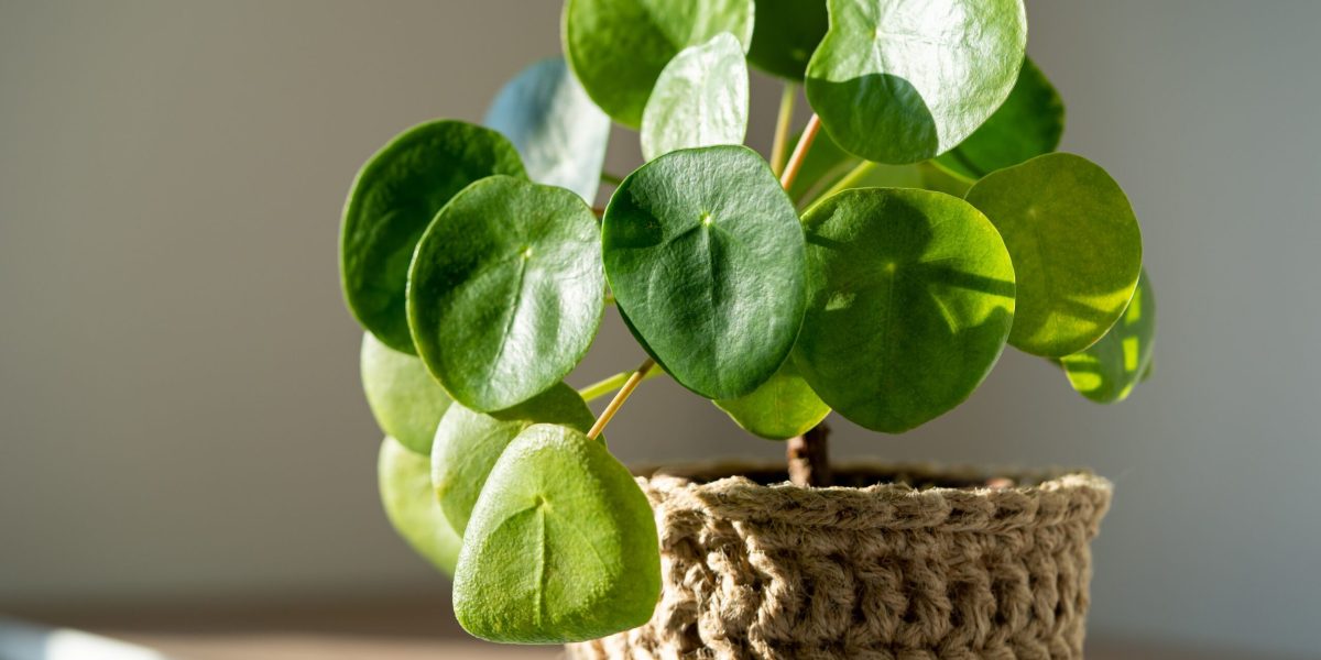 De ce plantele de interior rămân „vie” în colțuri întunecate, dar nu cresc? Răspunsul stă în lumină – elementul esențial pentru dezvoltarea Florilor de apartament Plantele de interior sunt unele dintre cele mai populare decoruri pentru case și apartamente, oferind un aer de prospețime și vitalitate spațiilor noastre