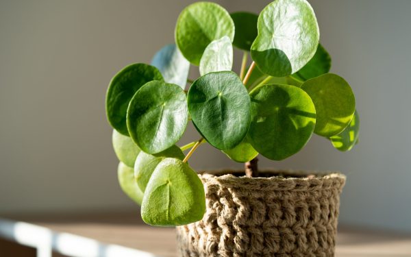 De ce plantele de interior rămân „vie” în colțuri întunecate, dar nu cresc? Răspunsul stă în lumină – elementul esențial pentru dezvoltarea Florilor de apartament Plantele de interior sunt unele dintre cele mai populare decoruri pentru case și apartamente, oferind un aer de prospețime și vitalitate spațiilor noastre