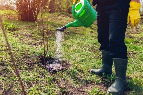 În plină primăvară timpurie, pomicultorii din România se află în plină activitate în livezile ce se pregătesc pentru un sezon de recoltă bogată