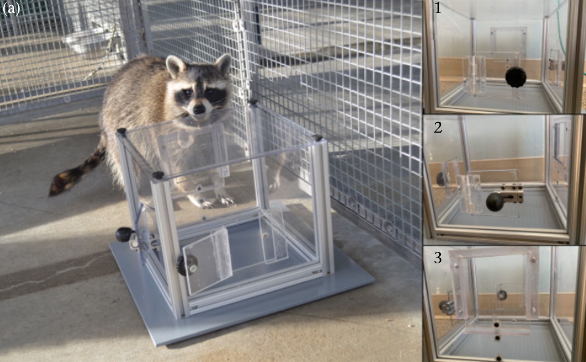 Ratonii, mai inteligenți decât credem: reușesc să rezolve puzzle-uri chiar și fără recompensă Este o revelație care schimbă percepția asupra culegătorilor urbani de resturi: ratonii, animale considerate de mulți doar escroci sau jucători de noroc pe la tomberoane, pot demonstra abilități cognitive surprinzătoare