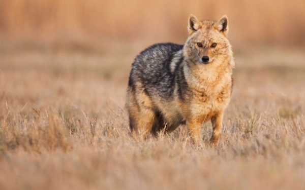 Locuitorii dintr-un cartier arădean, speriați de șacali: ”Noaptea se aud sunete sinistre”