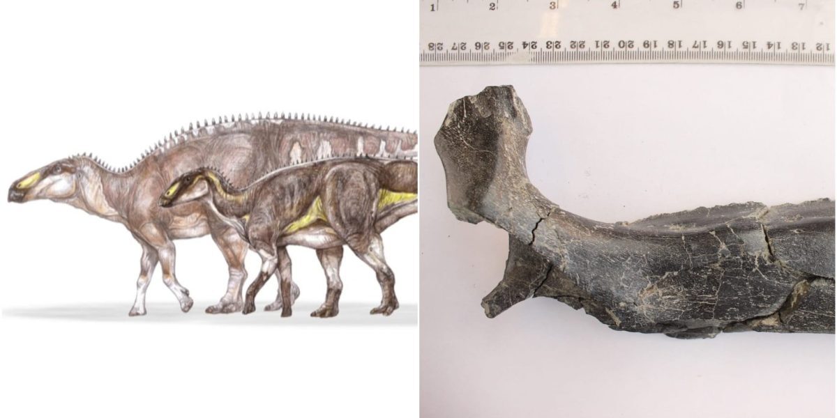 Descoperire senzațională în Geoparcul UNESCO Țara Hațegului: un nou dinozaur erbivor, despre care se crede că a poposit pe aceste meleaguri cu aproximativ 70 de milioane de ani în urmă, a fost identificat recent de o echipă de cercetători