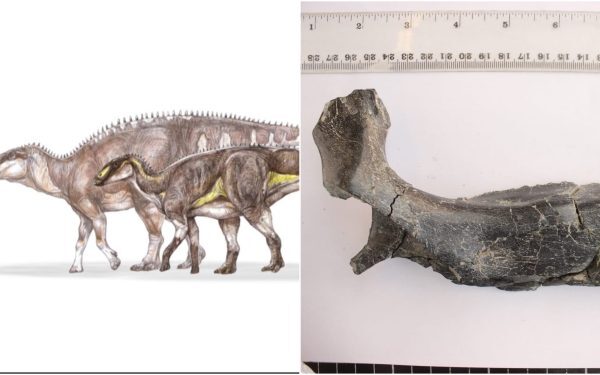 Descoperire senzațională în Geoparcul UNESCO Țara Hațegului: un nou dinozaur erbivor, despre care se crede că a poposit pe aceste meleaguri cu aproximativ 70 de milioane de ani în urmă, a fost identificat recent de o echipă de cercetători