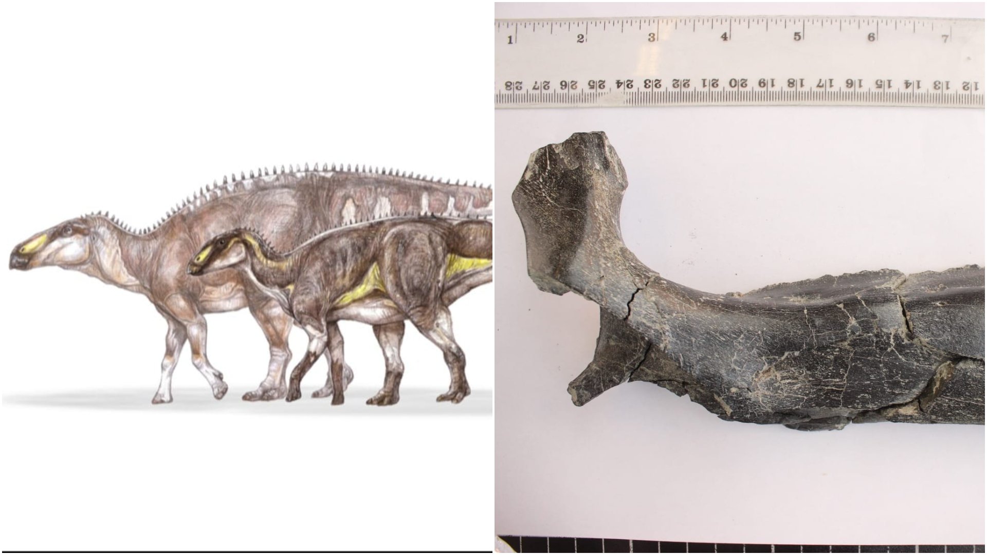 Descoperire senzațională în Geoparcul UNESCO Țara Hațegului: un nou dinozaur erbivor, despre care se crede că a poposit pe aceste meleaguri cu aproximativ 70 de milioane de ani în urmă, a fost identificat recent de o echipă de cercetători