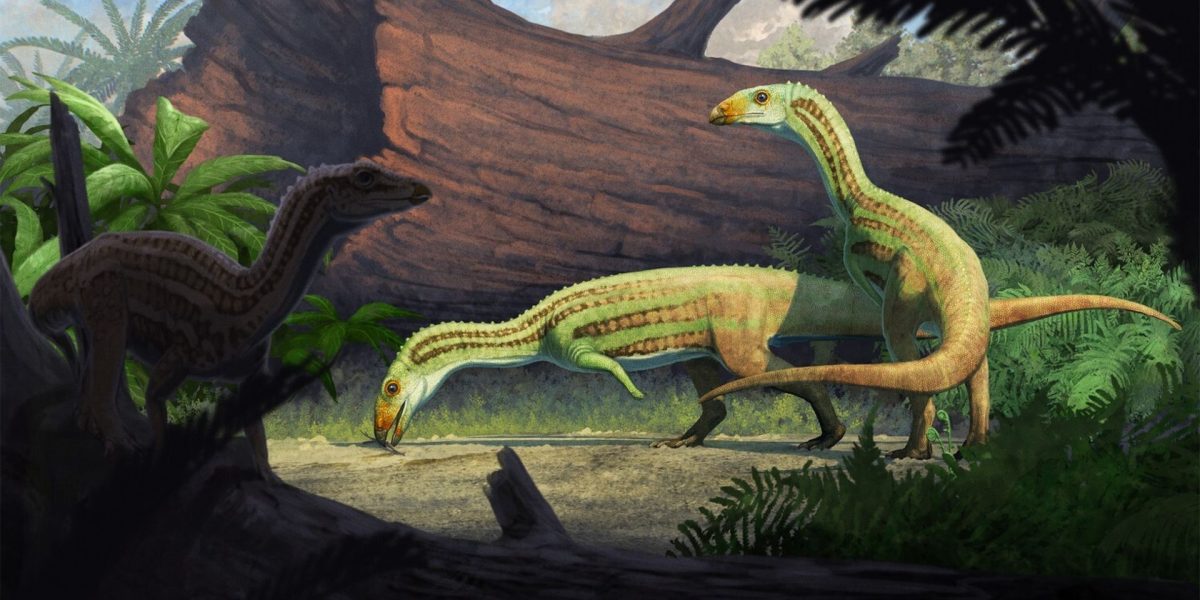 Strămoș bizar al crocodililor, mergea pe două picioare